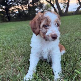 Lucy - Red  female Poodle puppy in Burke, South Dakota from Triple J Aussies SD