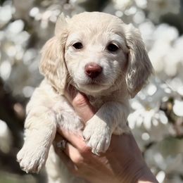 Gemma - Cream Dachshund puppy in North Branch, Michigan from Doxie View Acres