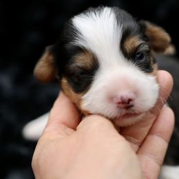 Cedar- tan collar - Black and tan male Pembroke Welsh Corgi puppy in Benjamin, Utah from Nuna’s  Corgis