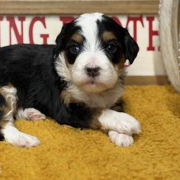 Aurora - Tri-color female Bernedoodle puppy in Henry, Illinois from Rowe Farms Doodles