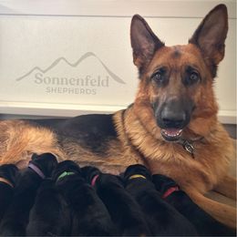 Rebecca - Black and red female German Shepherd puppy in Grand Junction, Colorado from Sonnenfeld Shepherds