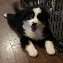Chopper - Blue Eyes - Black tri male Miniature American Shepherd puppy in Westwego, Louisiana from Connie's American Eskimo Dogs and Mini Australian Shepherd Dogs