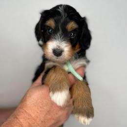 Girl 2 - Tri-color female Bernedoodle puppy in Surprise, Arizona from Huckleberry Doodles