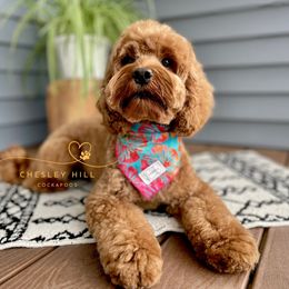 Charlotte Ann - Cockapoo