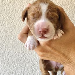 Goldendoodle Puppies from Howard House of Paws