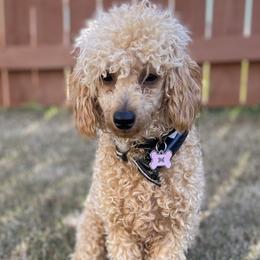 Poodles from Majic multi pups