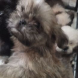 Gus - Sable male Shih Tzu puppy in Kernersville, North Carolina from SweetTee's Shih Tzus LLC