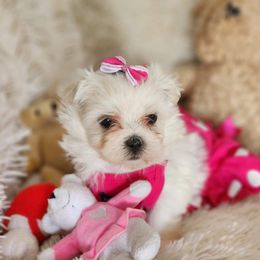 Maltese Puppies from My Precious pups