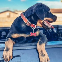 Rottweilers from Linda Sprouse