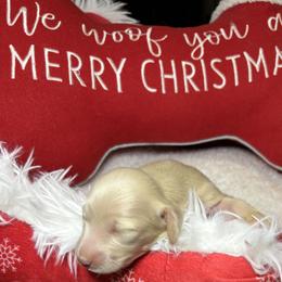 Red - Red female Dachshund puppy in Crestview, Florida from Neverending Dachies