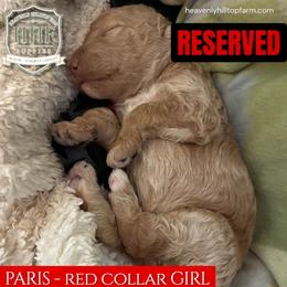 Girl 1 - Red  female Poodle puppy in Charlo, Montana from Heavenly Hilltop Farm