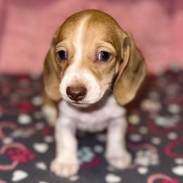 Girl 1 - Piebald female Dachshund puppy in Fredonia, Arizona from Desert Horizon Dachshunds