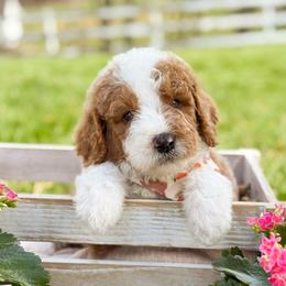 Robin - Boy 4 - Red male Bernedoodle puppy in Bellville, Ohio from Bernedoodle Buddies