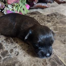 Charlie - Black and tan male Havanese puppy in Cleveland, Texas from 7th Heaven Havanese of Texas