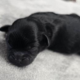 Conway Twitty - Black male Shihpoo puppy in Delphos, Ohio from Route 66 Puppies
