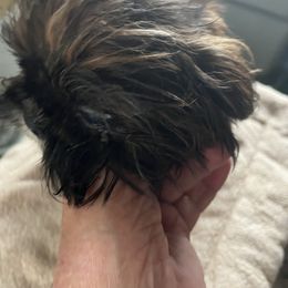 Tiny Tim - Red male Shih Tzu puppy in St. Helena, California from Sattui little Shih Tzu of Napa Valley