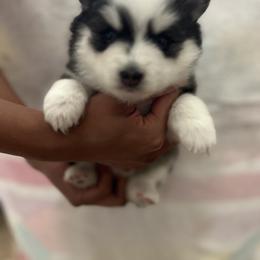 Pomsky Puppies from Pomskies By L&M