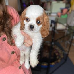 John - Blenheim male Cavalier King Charles Spaniel puppy in Phoenix, Arizona from Larisa's Cavaliers