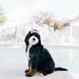 Croissant - Tri-color female Bernedoodle puppy in Murray, Utah from Sun Valley Doodles