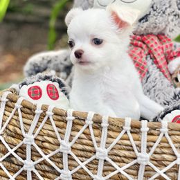 Olaf - Cream and white male Chihuahua puppy in Oviedo, Florida from ROYALCHIHUAHUAPUPPY