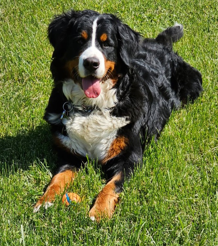 Bernese Mountain Dog Puppies from Pasch’s Beautiful Bernese