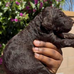 Nova - Brown female Poodle puppy in Corona, California from Garden Of Poodles