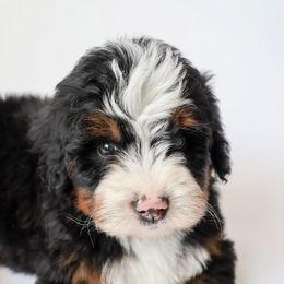 Steve - Bernedoodle