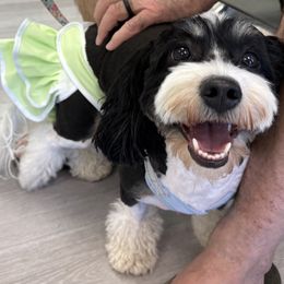 Finley - Bernedoodle