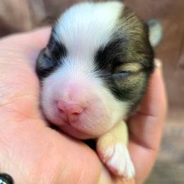 Boy 1 - Cream sable parti male Pomeranian puppy in Davenport, Washington from Lovely Ladies and Little Asses Miniature Equines (L3A Pomeranians & Papillons)
