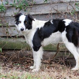 Border Collies from Elawodi Border Collies