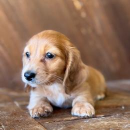 Melody - Red female Dachshund puppy in Pflugerville, Texas from Dream A Dream Dachshunds