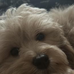 Cece - Goldendoodle