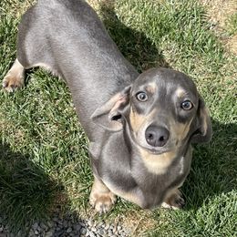 Blue - Dachshund