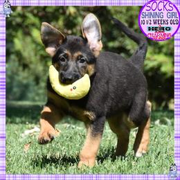 SOCKS IS SUPERB - Black and red female German Shepherd puppy in Murrieta, California from Diamond Oaks German Shepherds
