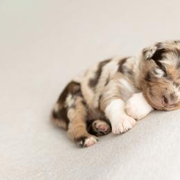 Hazel - Red merle female Australian Shepherd puppy in Kathleen, Georgia from CM Farm