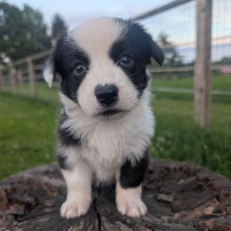 Will - Black and white male Cardigan Welsh Corgi puppy in Garrett, Indiana from Chloe's Colorful Corgis