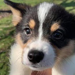 Pembroke Welsh Corgis from 7 M Corgis