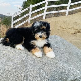 Bernedoodle and Goldendoodle Puppies from Renowned Bernedoodles and Goldendoodles