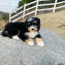 Bernedoodle and Goldendoodle Puppies from Renowned Bernedoodles and Goldendoodles