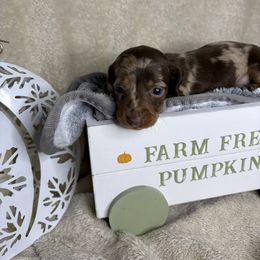 Chopper - Dapple male Dachshund puppy in Richwood, West Virginia from Wild and Wonderful Wieners
