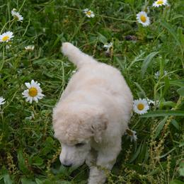 Poodle Puppies from D and D Standard Poodles