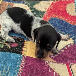 Peter Pan - Piebald male Dachshund puppy in Hollow Rock, Tennessee from Cedarhills