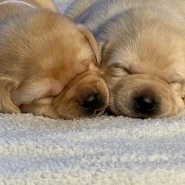 Labrador Retriever Puppies from Pineview Meadow Labradors