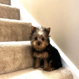 Female 2500 pickup in Indianapolis - Black and gold female Yorkshire Terrier puppy in Indianapolis, Indiana from Supreme Pups