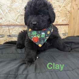 Clay - Black male Newfoundland puppy in Goodhue, Minnesota from Claypits Newfoundlands