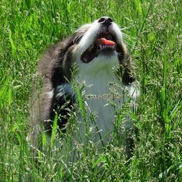 Australian Shepherd Puppies from Parsons Australian Shepherds