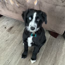 Coco - Miniature Australian Shepherd