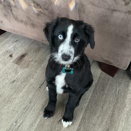 Coco - Miniature Australian Shepherd