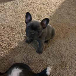 Gidget - Blue female French Bulldog puppy in Alabama from Southern Bulldogs