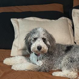 Luna - Bernedoodle